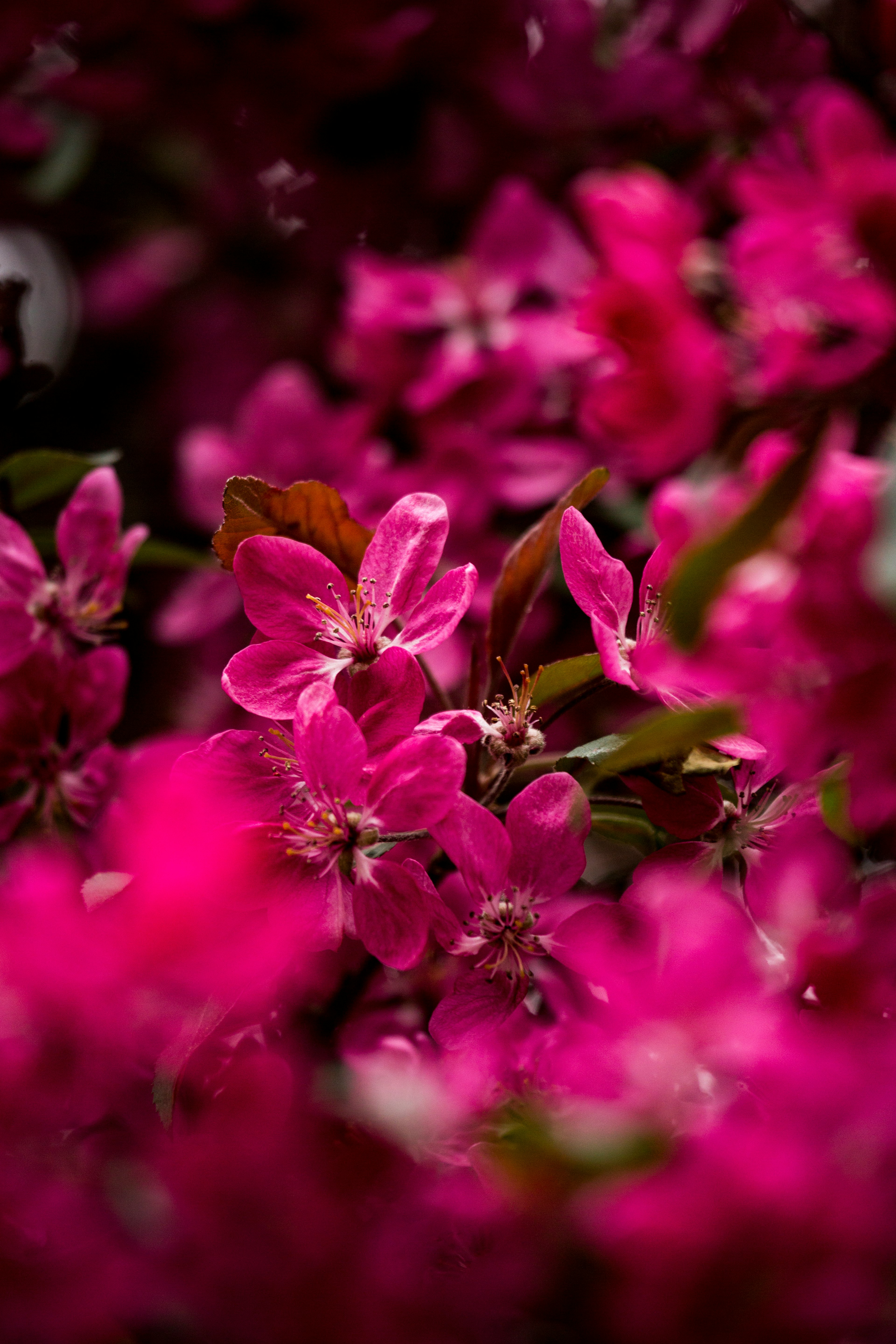 pink flowers in tilt shift lens